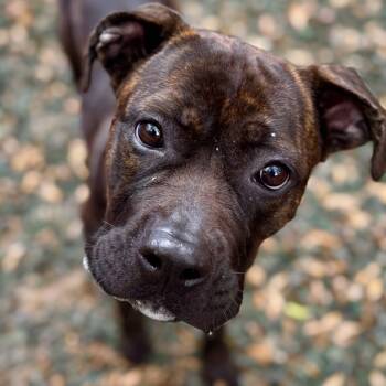 Rescue Mixed Breed Dogs for Adoption in Decatur, Georgia - Mademoiselle | PetCurious