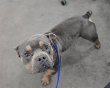 Mixed Breed Dogs Available for Adoption - BUFFALO | PetCurious
