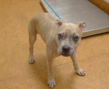SOSIE -  Pit Bull Terrier and Mixed Breed Dog for Adoption in Sacramento, California - SOSIE | PetCurious