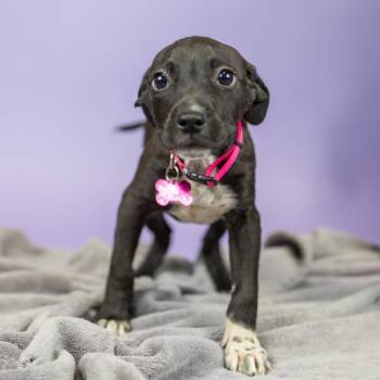 Eddie -  Mixed Breed Dog for Adoption in Portland, Oregon - Eddie | PetCurious
