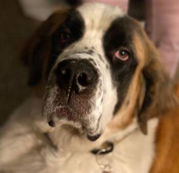 Rescue Saint Bernard Dogs for Adoption in Larkspur, Colorado - Beasley | PetCurious