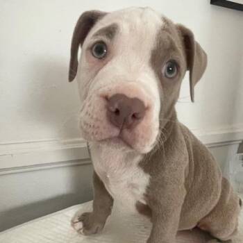 Pit Bull Terrier Dogs Available for Adoption in Los Angeles, California - Chloe Kim | PetCurious