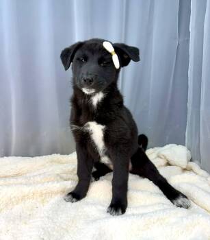 Australian Shepherd and German Shepherd Dog Dogs Available for Adoption - Twiggy | PetCurious