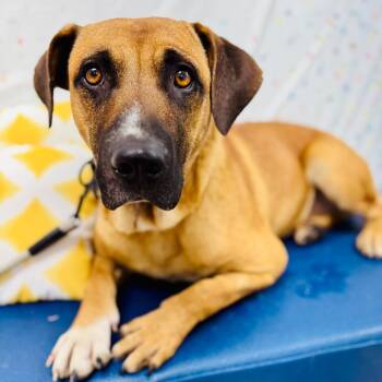 Dusty -  Black Mouth Cur Dog for Adoption in Lebanon, Missouri - Dusty | PetCurious