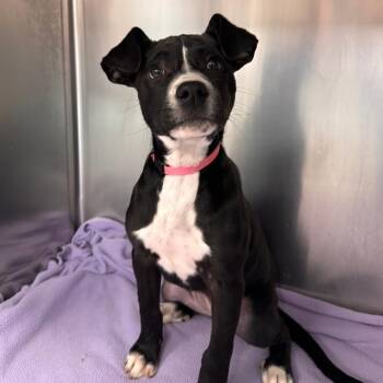 Natalie -  Mixed Breed Dog for Adoption in Parkersburg, West Virginia - Natalie | PetCurious