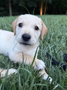 Sparky -  Golden Retriever and Labrador Retriever Dog for Adoption in Concord, North Carolina - Sparky | PetCurious