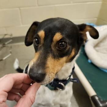 Rescue Jack Russell Terrier and Terrier Dogs for Adoption in Concord, New Hampshire - Lenny | PetCurious