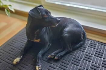 Rat Terrier and Chihuahua Dogs Available for Adoption in Calgary, Alberta - Moni | PetCurious