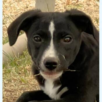 Black Labrador Retriever Dogs Available for Adoption - Steve | PetCurious