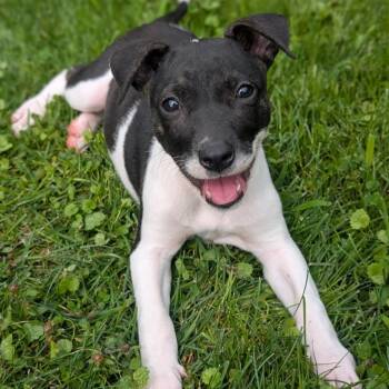 Alice -  Parson Russell Terrier and Mixed Breed Dog for Adoption in Watertown, New York - Alice | PetCurious