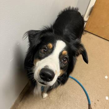 Bash -  Mixed Breed Dog for Adoption in Chattanooga, Tennessee - Bash | PetCurious