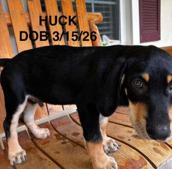Huck -  Labrador Retriever and Mixed Breed Dog for Adoption in North Richland Hills, Texas - Huck | PetCurious
