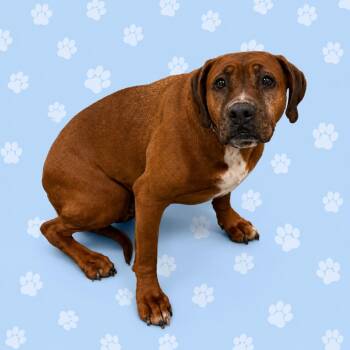 Mixed Breed Dogs Available for Adoption in Memphis, Tennessee - Pesto/HAVEN | PetCurious
