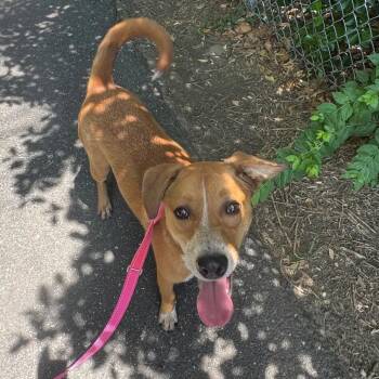 Marmalade -  Mixed Breed Dog for Adoption - Marmalade | PetCurious