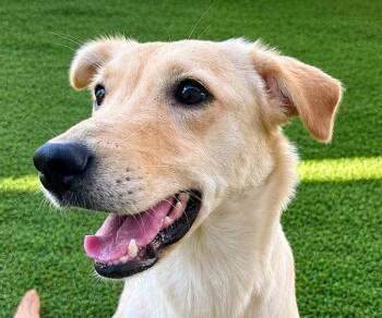Andrea -  Labrador Retriever Dog for Adoption in Bloomfield, Connecticut - Andrea | PetCurious