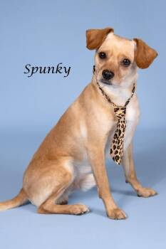 Spunky -  Chihuahua and Shepherd Dog for Adoption in Gilbert, Arizona - Spunky | PetCurious