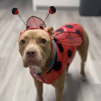 Rescue Terrier Dogs for Adoption in St. Louis, Missouri - Sarita | PetCurious