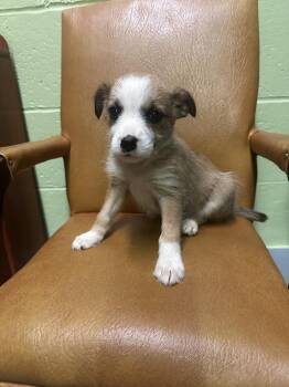 Terrier and Mixed Breed Dogs Available for Adoption in Irwin, Pennsylvania - Roxanne | PetCurious