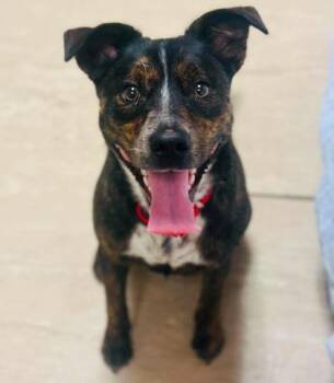 Kumar -  Mixed Breed Dog for Adoption in West Chester, Pennsylvania - Kumar | PetCurious