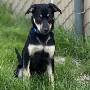 Dobbie -  Border Collie and Mixed Breed Dog Available for Adoption in Mount Vernon, Indiana - Dobbie | PetCurious