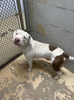 Spud -  Pit Bull Terrier and Mixed Breed Dog for Adoption in West Memphis, Arkansas - Spud | PetCurious