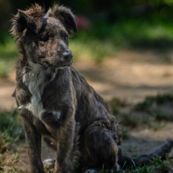 Bailey -  Australian Shepherd and Mixed Breed Dog for Adoption in Pawling, New York - Bailey | PetCurious