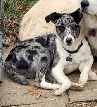 Catahoula Leopard Dog Dogs Available for Adoption in Cincinnati, Ohio - Bandit | PetCurious