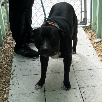 Nova -  Black Labrador Retriever and Pit Bull Terrier Dog for Adoption in Sarasota, Florida - Nova | PetCurious