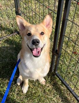 Rescue Corgi Dogs for Adoption in Georgetown, Texas - Elliot | PetCurious