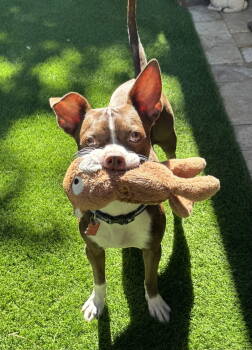 Rescue Boston Terrier Dogs for Adoption in Scottsdale, Arizona - Daisy | PetCurious