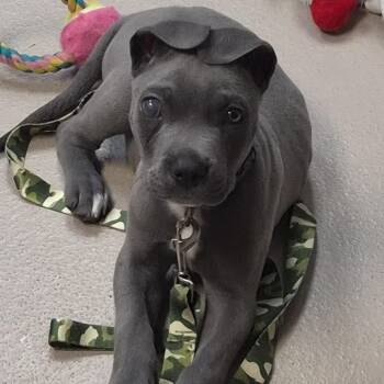 Jersey (In Foster) -  Mixed Breed Dog for Adoption in Newark, New Jersey - Jersey (In Foster) | PetCurious