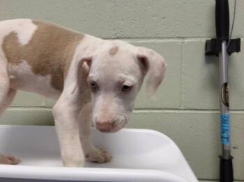 MELTED CHEESE -  Pit Bull Terrier and Mixed Breed Dog for Adoption in Tulsa, Oklahoma - MELTED CHEESE | PetCurious