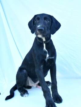 Rescue Standard Poodle and Mixed Breed Dogs for Adoption in Morton Grove, Illinois - Pluto | PetCurious