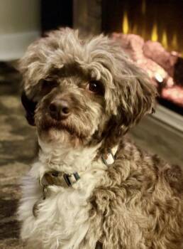 Cocoa Butter -  Poodle and Australian Shepherd Dog for Adoption in Wolcott, Connecticut - Cocoa Butter | PetCurious