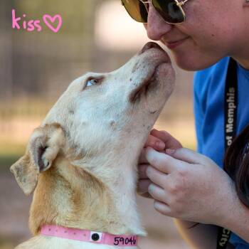 Marry -  Mixed Breed Dog for Adoption in Memphis, Tennessee - Marry | PetCurious