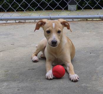 Honey -  Hound Dog for Adoption in Brookville, Pennsylvania - Honey | PetCurious