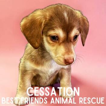 Beagle Dogs Available for Adoption - Cessation | PetCurious
