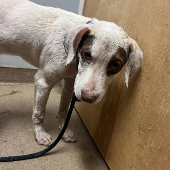 Bingo -  Mixed Breed Dog for Adoption in Chattanooga, Tennessee - Bingo | PetCurious