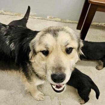 Shepherd Dogs Available for Adoption - Amelia (20260211-01) | PetCurious