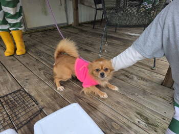 Rescue Pomeranian Dogs for Adoption in South Kingstown, Rhode Island - Reba ARF | PetCurious