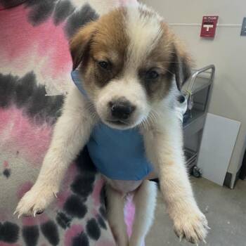 Cash -  Mixed Breed Dog for Adoption in Columbiana, Alabama - Cash | PetCurious