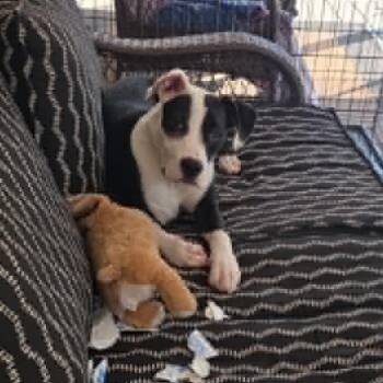 Gracie -  Terrier and American Staffordshire Terrier Dog for Adoption in Quakertown, Pennsylvania - Gracie | PetCurious