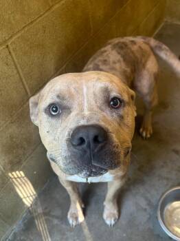 King -  Pit Bull Terrier Dog for Adoption in Benton, Arkansas - King | PetCurious