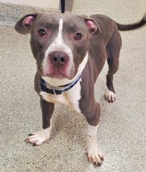Hugh -  Pit Bull Terrier and Mixed Breed Dog for Adoption in Kansas City, Missouri - Hugh | PetCurious