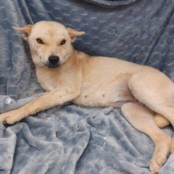 Husky and Mixed Breed Dogs Available for Adoption in New Tazewell, Tennessee - Nana | PetCurious