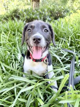 Gilbert -  Terrier Dog Available for Adoption in Fairfax, Virginia - Gilbert | PetCurious
