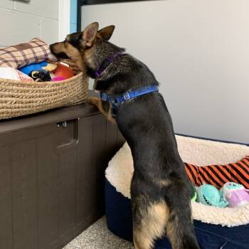 Rescue Shepherd Dogs for Adoption in Falls Church, Virginia - Athena FKA Liza | PetCurious