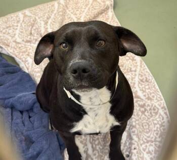 Pit Bull Terrier Dogs Available for Adoption - DIAMOND | PetCurious