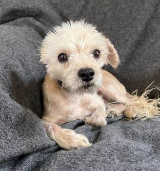 Rescue Miniature Poodle Dogs for Adoption in North Valley, New Mexico - Noble Lil MS Nalah ~ Lovely Lady ! | PetCurious