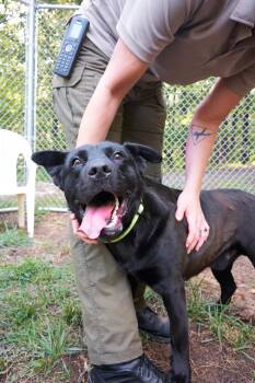 Lucky -  Black Labrador Retriever Dog for Adoption in Floyd, Virginia - Lucky | PetCurious
